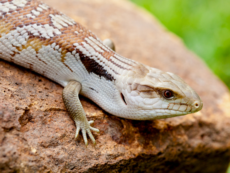 blue tongue lizard on rock