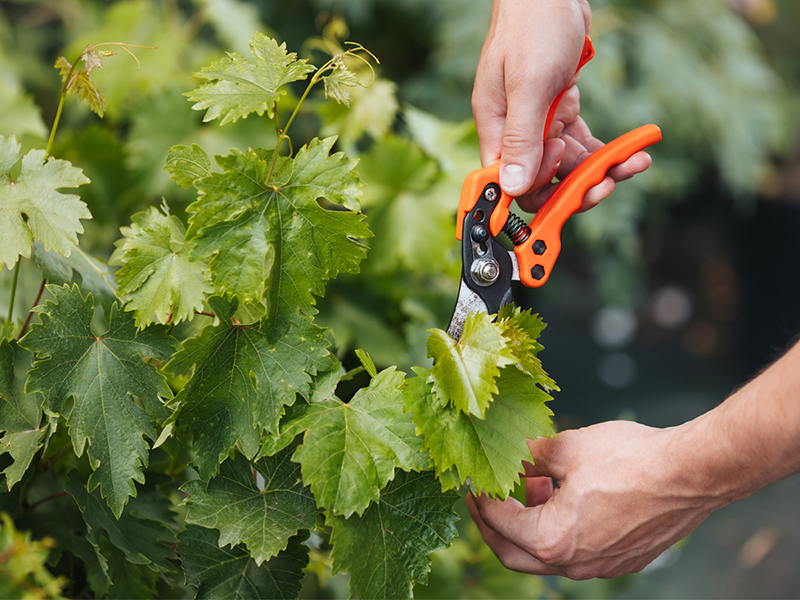 Pruning
