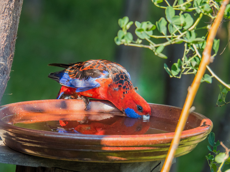rosella in birdbath 