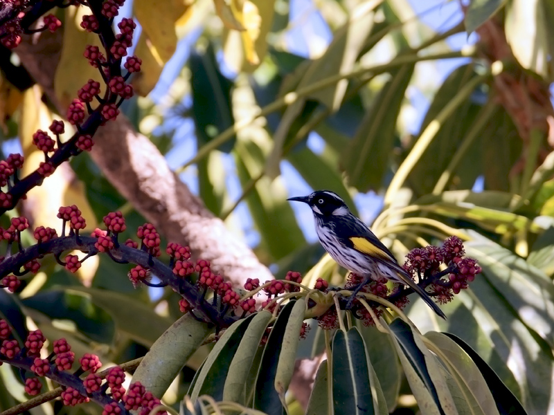 native australian bird