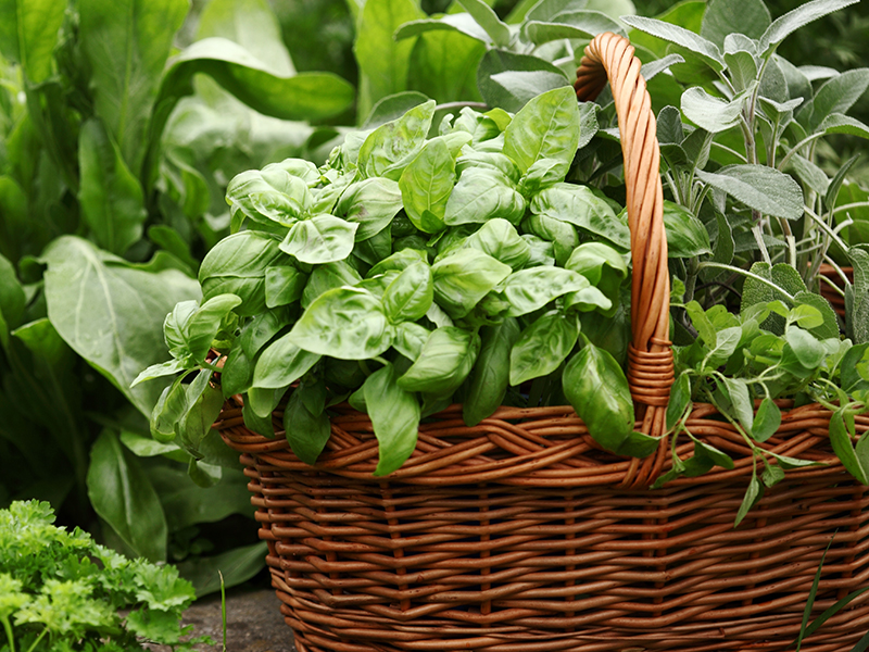 Basket of herbs