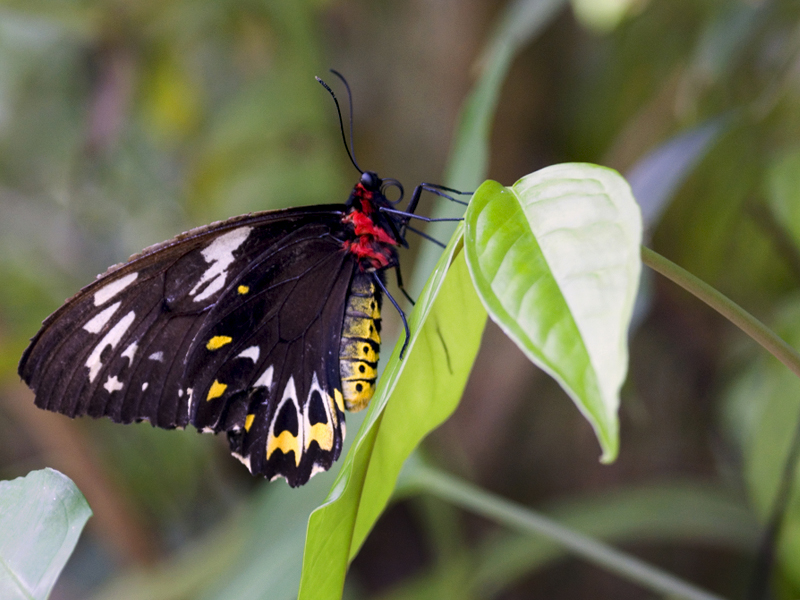 butterfly
