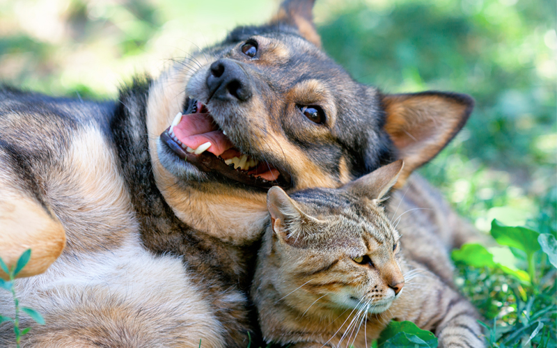 dog and cat in the garden