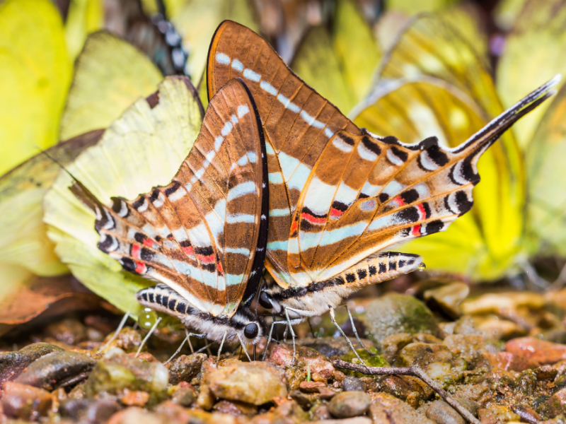 Chain Swordtail