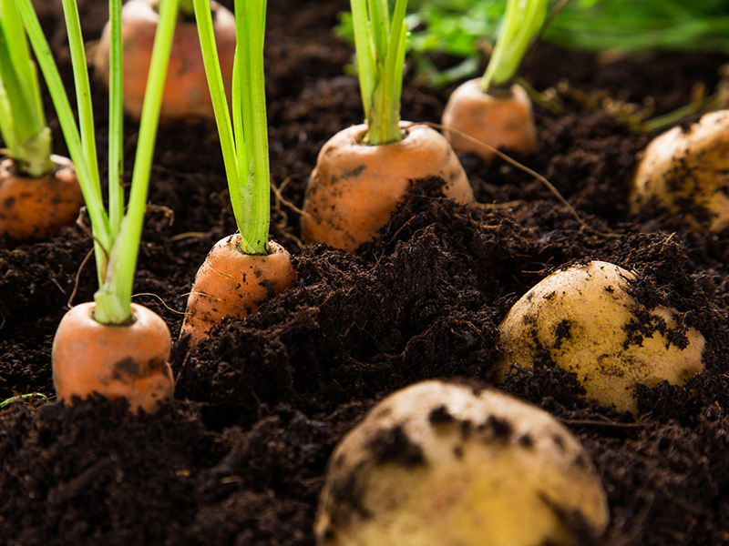 Root vegetables