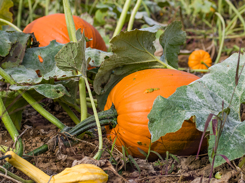 Pumpkin patch