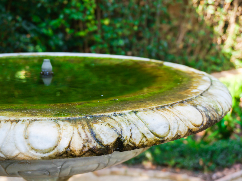 bird bath