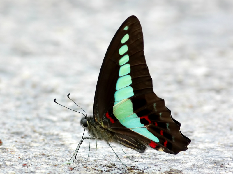 Blue Triangle Butterfly