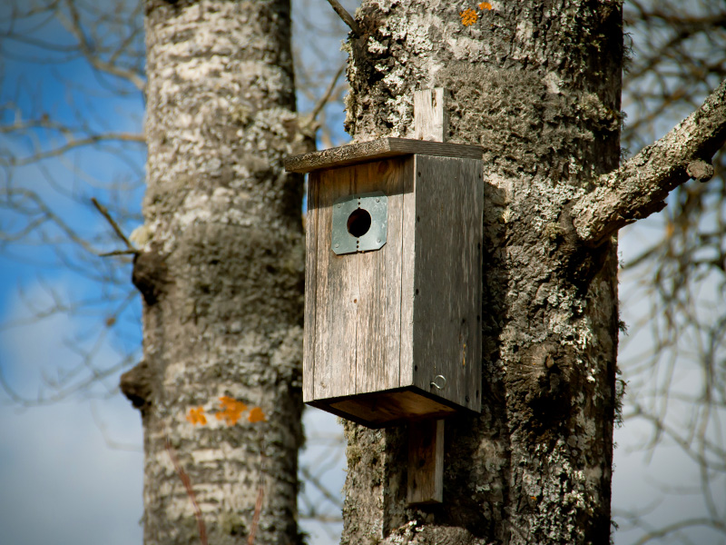 bird nesting box