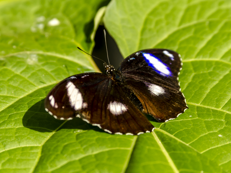 Common Eggfly Butterfly