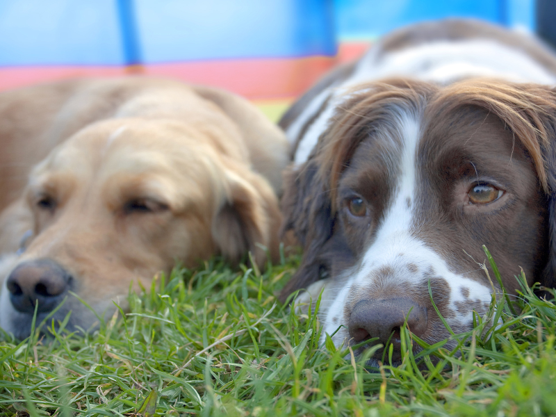 sad dogs