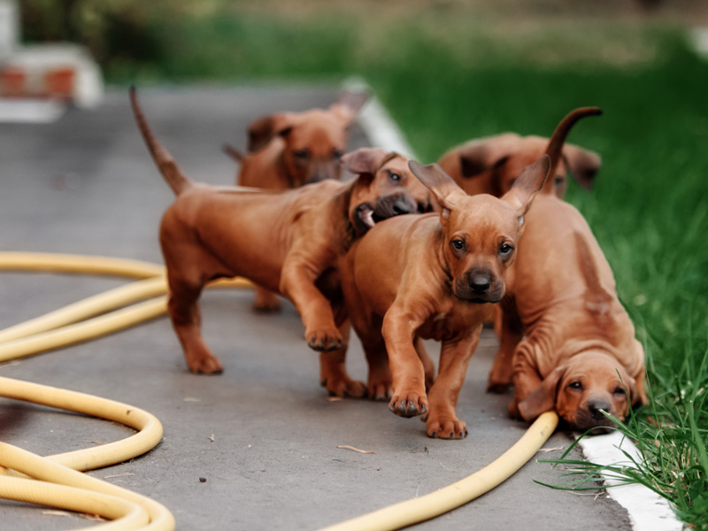 ridgeback puppies 
