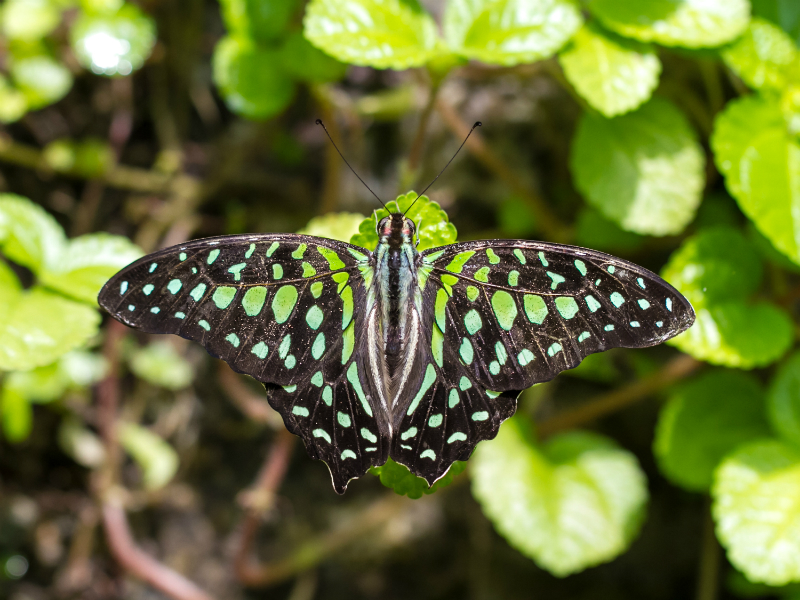 Green spotted Triangle