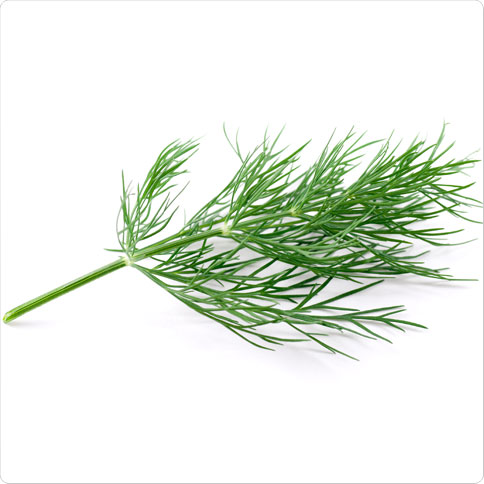 Dill for growing your own kitchen herb garden