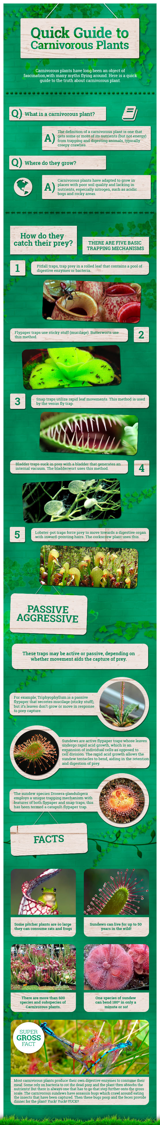 A Quick Guide to Carnivorous Plants