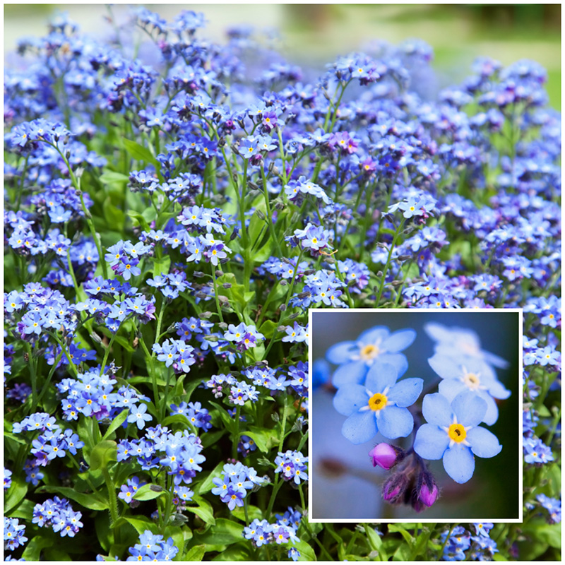 forget me not