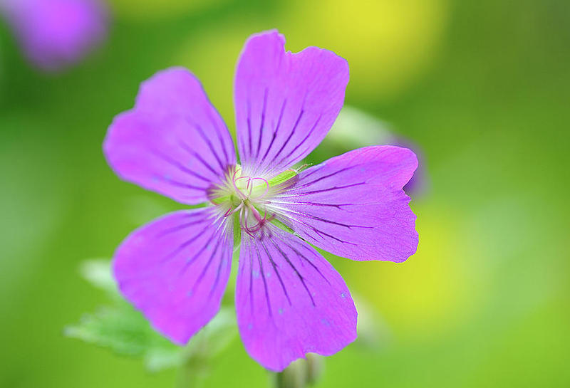 Geraniums are edible and can be used in the kitchen