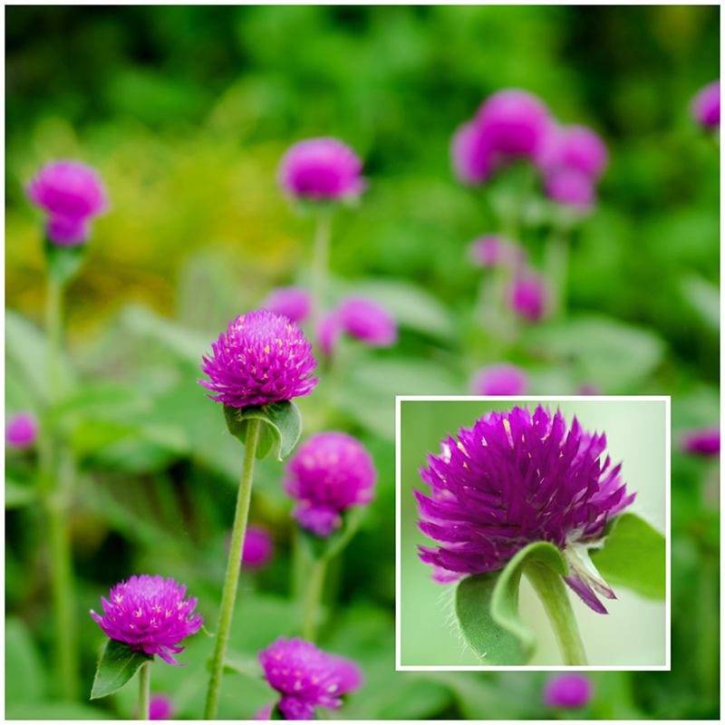 gomphrena
