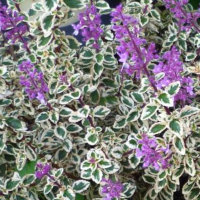 Hemizygia - white and green leaves with purple flowers