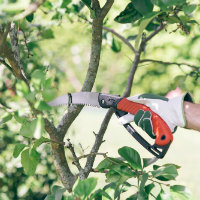 Pruning tree with Hoselink pruning saw