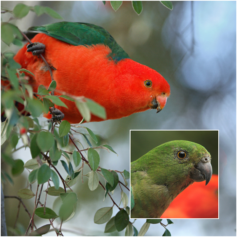 King parrot