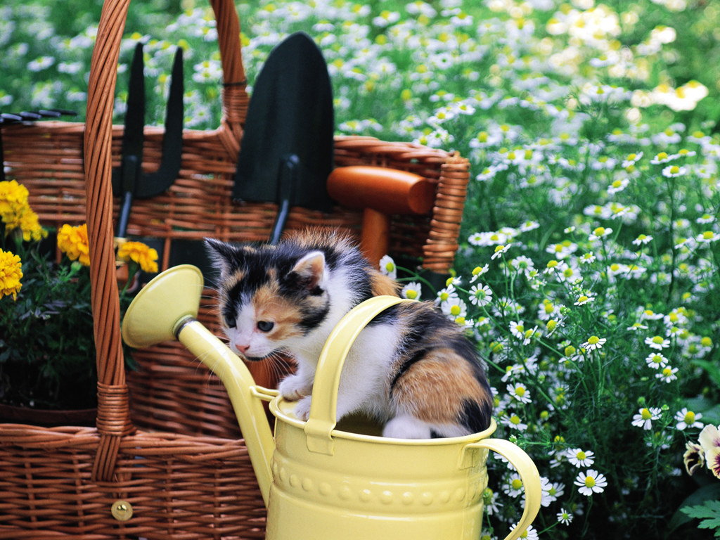 Kitten in a watering can