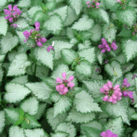 Lamium - green and silver leaves with small pink flowers