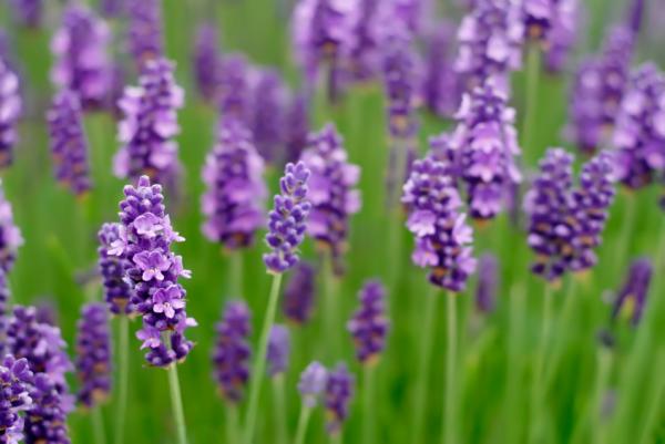 Lavender is edible and can be used in the kitchen