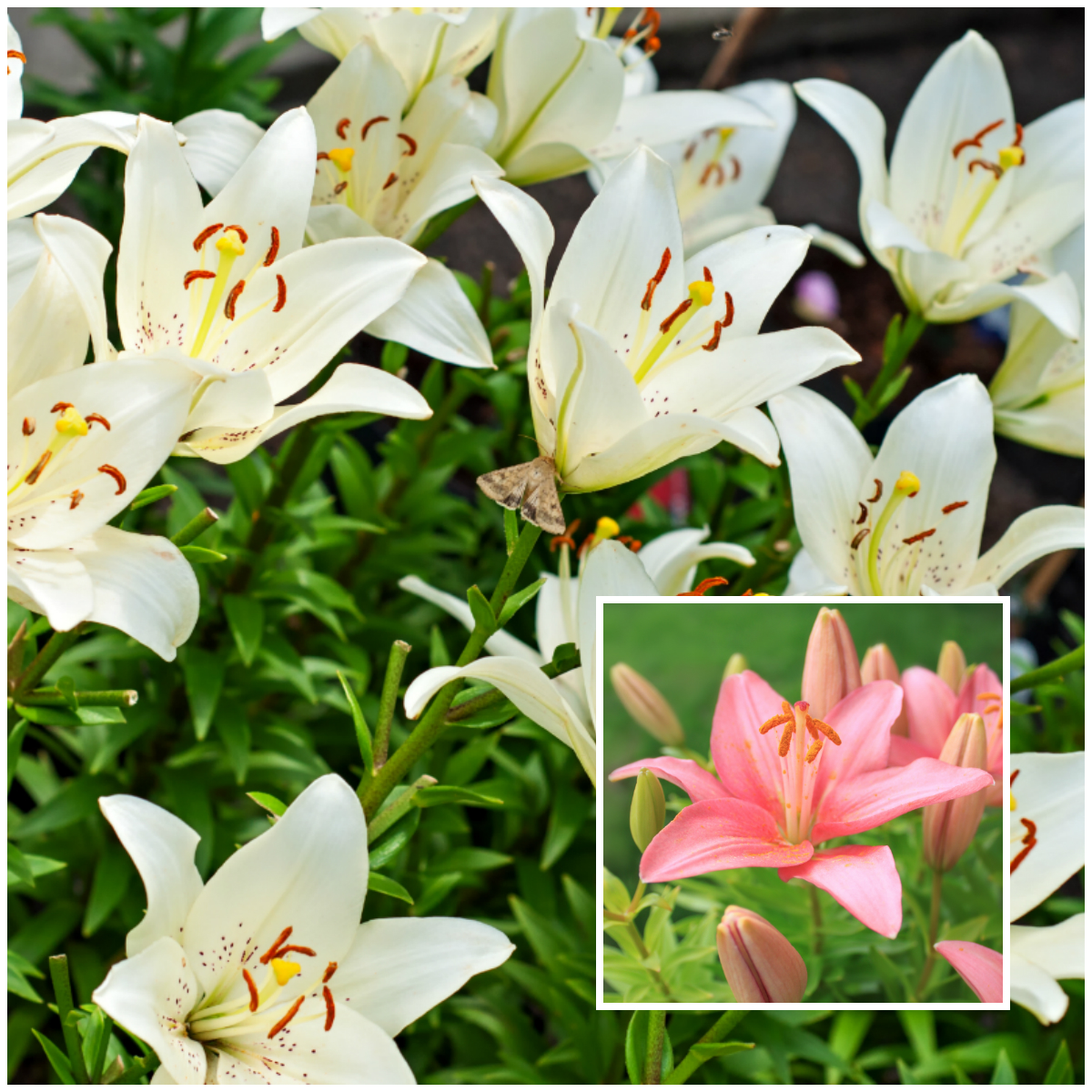 types of lily