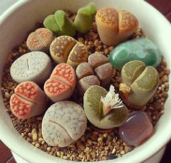Lithops aka living stones - selecting succulents