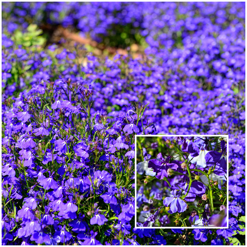lobelia
