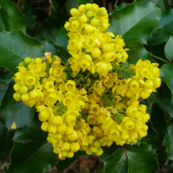Yellow flowers - Mahonia
