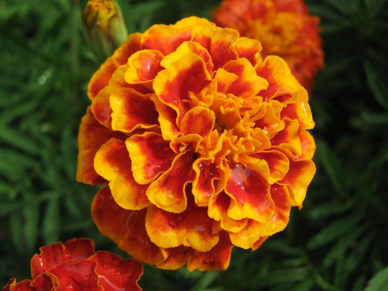 Marigolds are edible and can be used in the kitchen