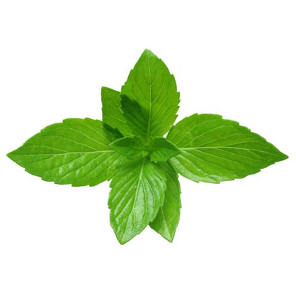 Mint