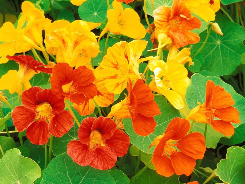 Nasturtiums are edible and can be used in the kitchen