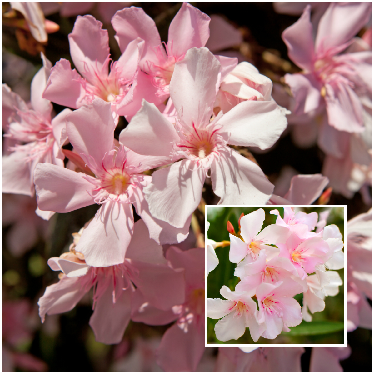 oleander