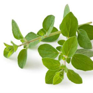 Oregano for growing your own kitchen herb garden