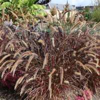 Pennisetum - purple leaf grass