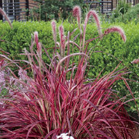 Pennisetum - purple/red leaf grass
