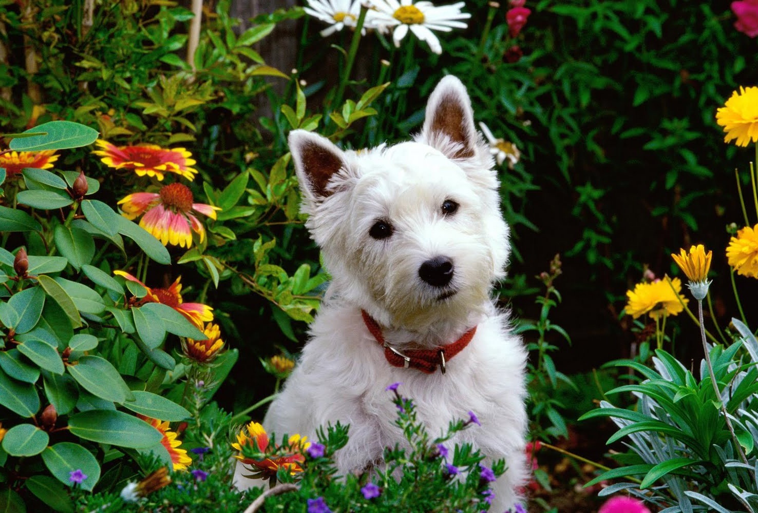 puppy amongst the flowers