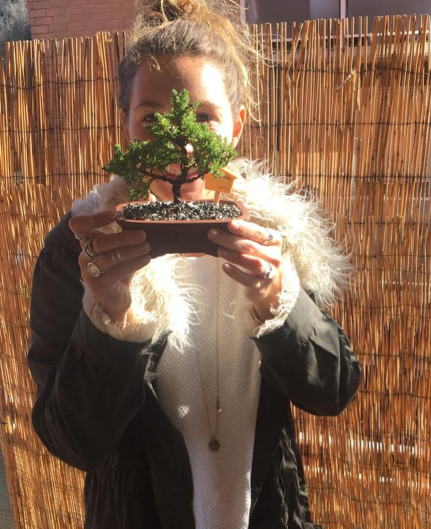 A 5 year old bonsai tree