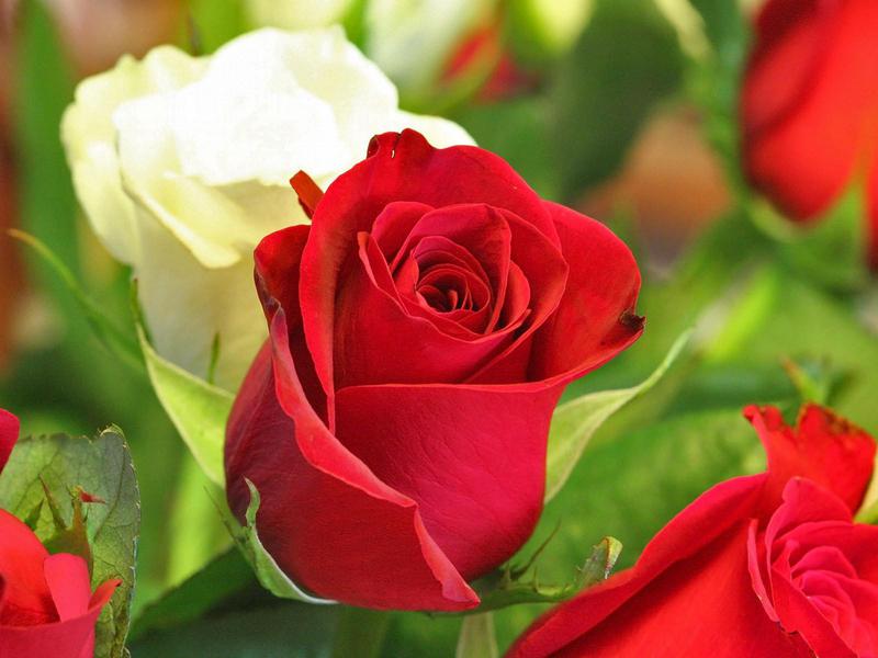 Rose petals and hips are edible and can be used in the kitchen