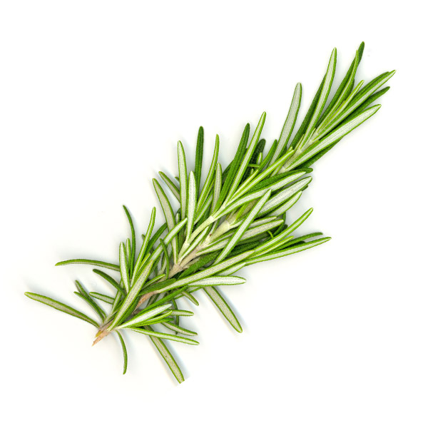 Rosemary for growing your own kitchen herb garden