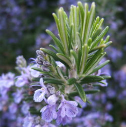 Rosemary are edible and can be used in the kitchen