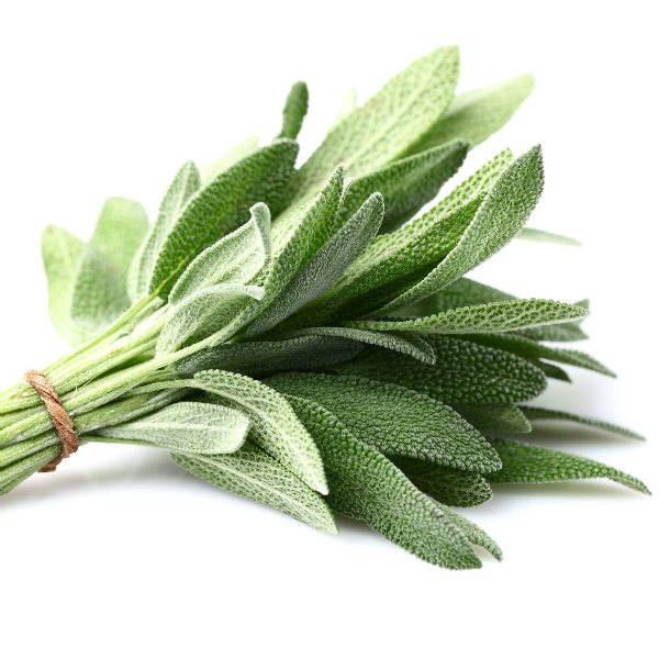 Sage for growing your own kitchen herb garden