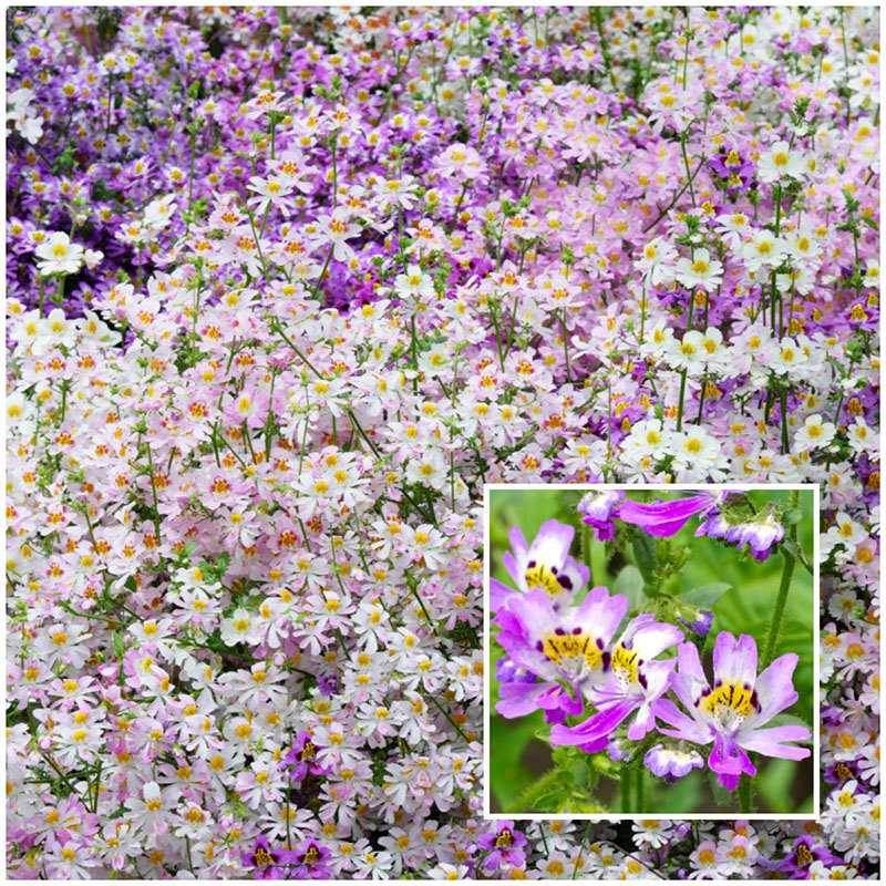 schizanthus