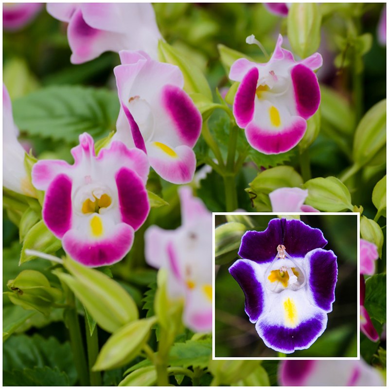 torenia