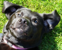 How Your Pets And Plants Can Co-exist