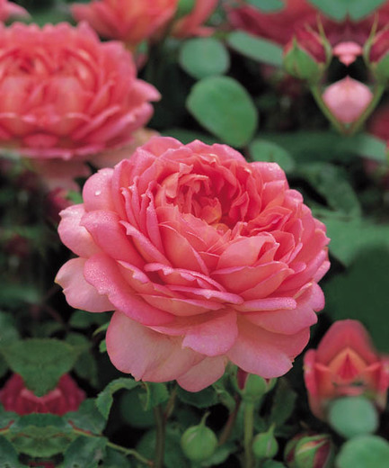 Pink Rose 
