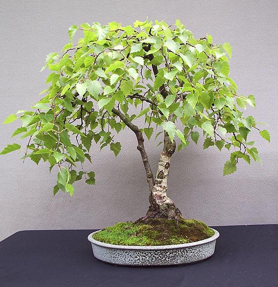 Silver Birch Bonsai Tree